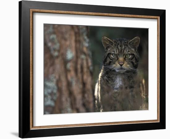 Wild Cat in Pine Forest, Cairngorms National Park, Scotland, UK-Pete Cairns-Framed Photographic Print