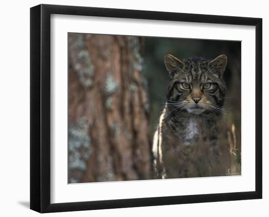 Wild Cat in Pine Forest, Cairngorms National Park, Scotland, UK-Pete Cairns-Framed Photographic Print