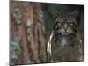 Wild Cat in Pine Forest, Cairngorms National Park, Scotland, UK-Pete Cairns-Mounted Photographic Print