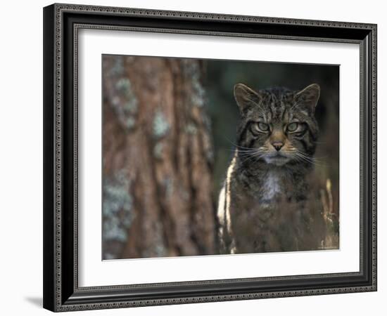 Wild Cat in Pine Forest, Cairngorms National Park, Scotland, UK-Pete Cairns-Framed Photographic Print