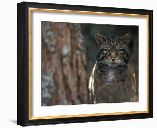 Wild Cat in Pine Forest, Cairngorms National Park, Scotland, UK-Pete Cairns-Framed Photographic Print