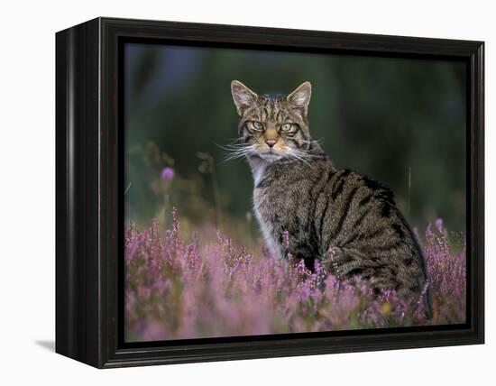 Wild Cat Portrait Amongst Heather, Cairngorms National Park, Scotland, UK-Pete Cairns-Framed Premier Image Canvas