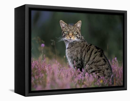 Wild Cat Portrait Amongst Heather, Cairngorms National Park, Scotland, UK-Pete Cairns-Framed Premier Image Canvas