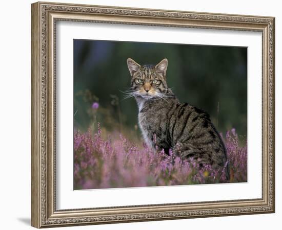 Wild Cat Portrait Amongst Heather, Cairngorms National Park, Scotland, UK-Pete Cairns-Framed Photographic Print