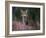 Wild Cat Portrait Amongst Heather, Cairngorms National Park, Scotland, UK-Pete Cairns-Framed Photographic Print