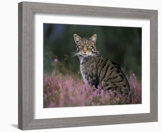 Wild Cat Portrait Amongst Heather, Cairngorms National Park, Scotland, UK-Pete Cairns-Framed Photographic Print