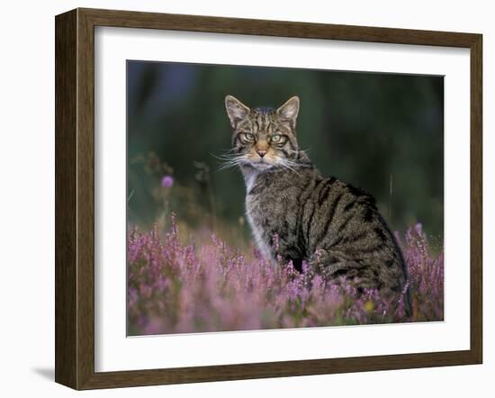 Wild Cat Portrait Amongst Heather, Cairngorms National Park, Scotland, UK-Pete Cairns-Framed Photographic Print