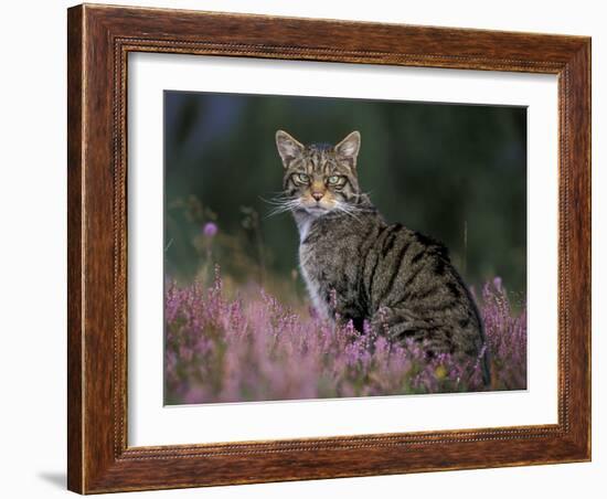 Wild Cat Portrait Amongst Heather, Cairngorms National Park, Scotland, UK-Pete Cairns-Framed Photographic Print