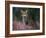 Wild Cat Portrait Amongst Heather, Cairngorms National Park, Scotland, UK-Pete Cairns-Framed Photographic Print