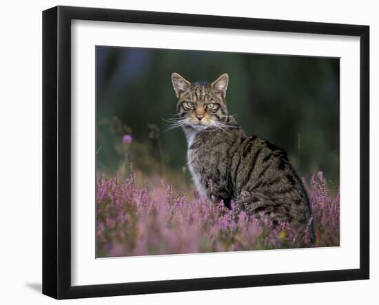 Wild Cat Portrait Amongst Heather, Cairngorms National Park, Scotland, UK-Pete Cairns-Framed Photographic Print