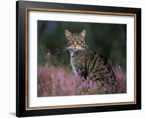 Wild Cat Portrait Amongst Heather, Cairngorms National Park, Scotland, UK-Pete Cairns-Framed Photographic Print