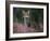 Wild Cat Portrait Amongst Heather, Cairngorms National Park, Scotland, UK-Pete Cairns-Framed Photographic Print