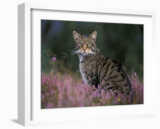 Wild Cat Portrait Amongst Heather, Cairngorms National Park, Scotland, UK-Pete Cairns-Framed Photographic Print