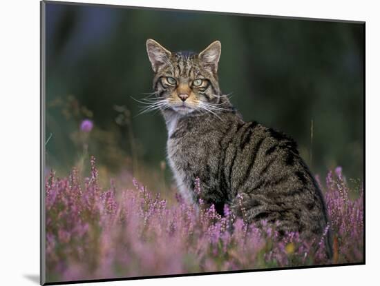 Wild Cat Portrait Amongst Heather, Cairngorms National Park, Scotland, UK-Pete Cairns-Mounted Photographic Print