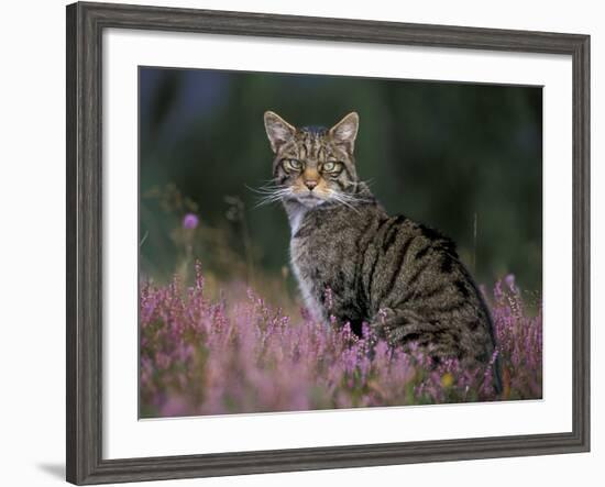Wild Cat Portrait Amongst Heather, Cairngorms National Park, Scotland, UK-Pete Cairns-Framed Photographic Print