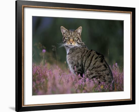 Wild Cat Portrait Amongst Heather, Cairngorms National Park, Scotland, UK-Pete Cairns-Framed Photographic Print