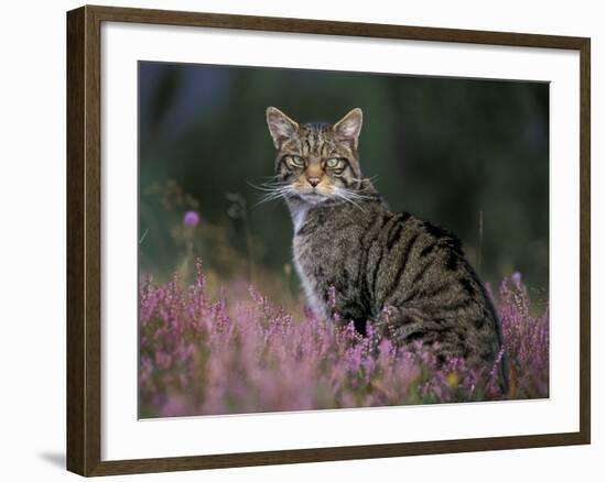 Wild Cat Portrait Amongst Heather, Cairngorms National Park, Scotland, UK-Pete Cairns-Framed Photographic Print