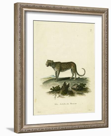 Wild Cat-null-Framed Giclee Print