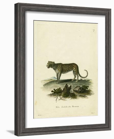 Wild Cat-null-Framed Giclee Print