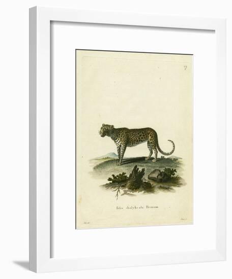 Wild Cat-null-Framed Giclee Print