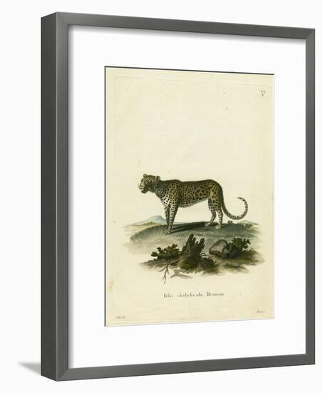 Wild Cat-null-Framed Giclee Print