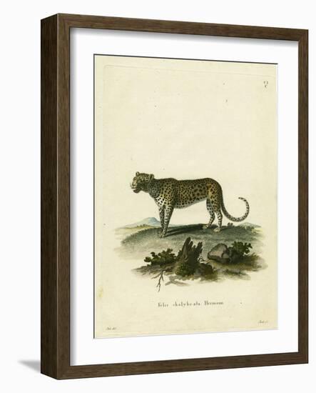 Wild Cat-null-Framed Giclee Print