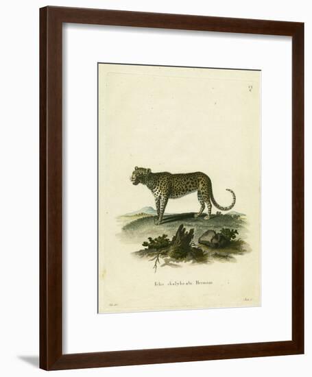 Wild Cat-null-Framed Giclee Print