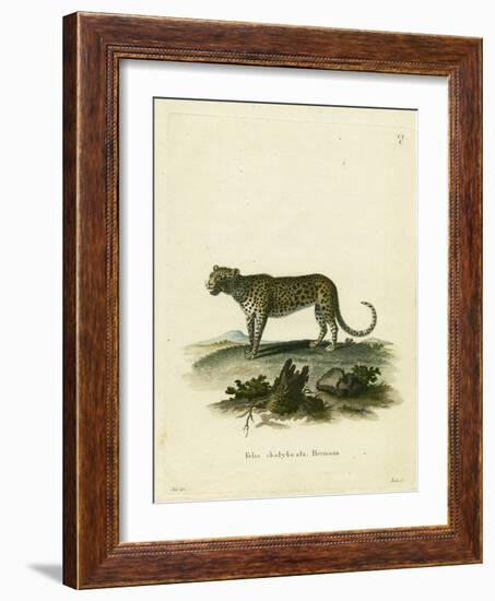 Wild Cat-null-Framed Giclee Print