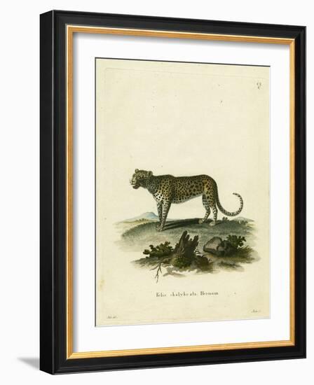 Wild Cat-null-Framed Giclee Print