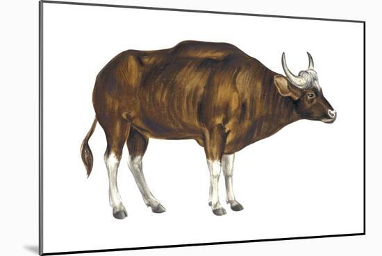 Wild Cattle, Gaur (Bos Gaurus), Mammals-Encyclopaedia Britannica-Mounted Art Print