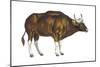 Wild Cattle, Gaur (Bos Gaurus), Mammals-Encyclopaedia Britannica-Mounted Art Print