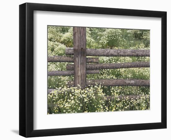 Wild Chamomile Around Log Fence, Colorado, USA-Adam Jones-Framed Photographic Print