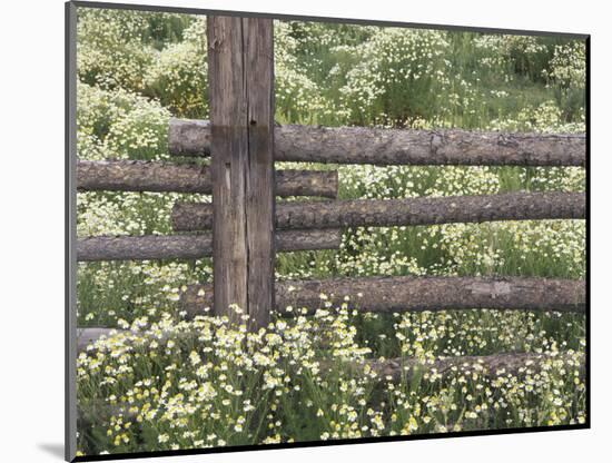 Wild Chamomile Around Log Fence, Colorado, USA-Adam Jones-Mounted Photographic Print