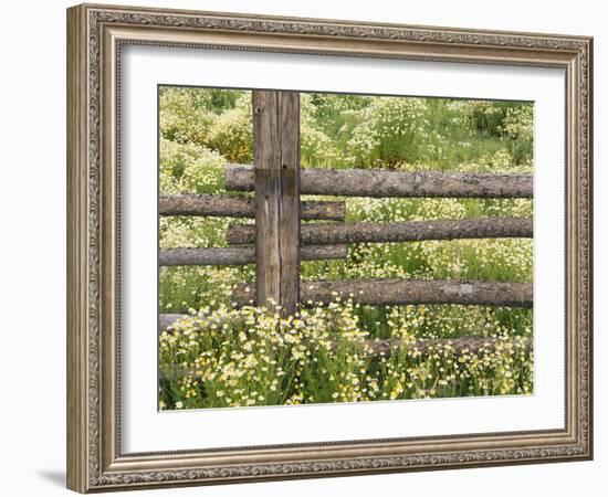 Wild Chamomile Growing around Log Fence-Adam Jones-Framed Photographic Print