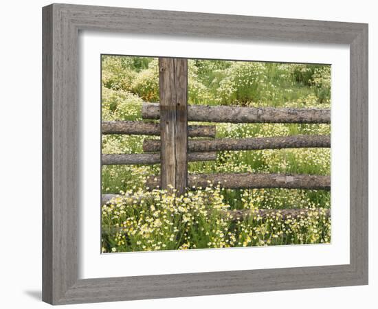 Wild Chamomile Growing around Log Fence-Adam Jones-Framed Photographic Print