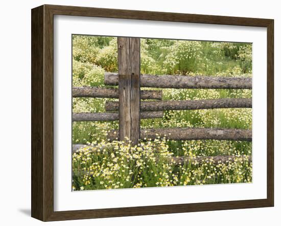 Wild Chamomile Growing around Log Fence-Adam Jones-Framed Photographic Print