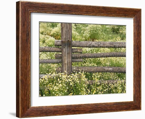 Wild Chamomile Growing around Log Fence-Adam Jones-Framed Photographic Print