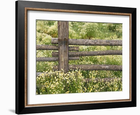 Wild Chamomile Growing around Log Fence-Adam Jones-Framed Photographic Print