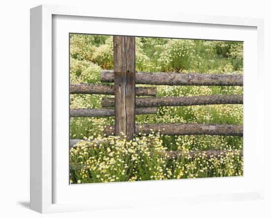 Wild Chamomile Growing around Log Fence-Adam Jones-Framed Photographic Print