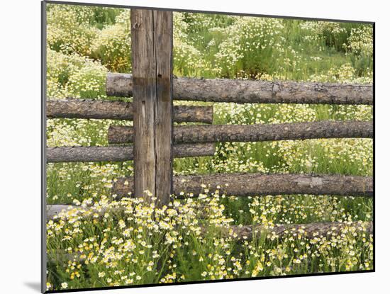 Wild Chamomile Growing around Log Fence-Adam Jones-Mounted Photographic Print