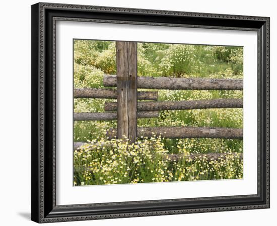 Wild Chamomile Growing around Log Fence-Adam Jones-Framed Photographic Print