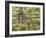 Wild Chamomile Growing around Log Fence-Adam Jones-Framed Photographic Print