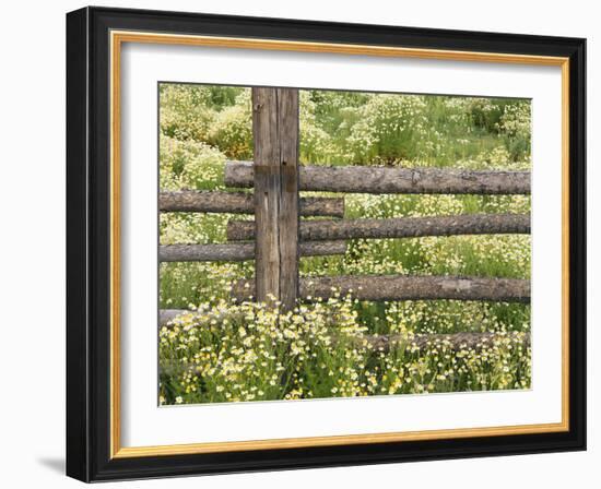 Wild Chamomile Growing around Log Fence-Adam Jones-Framed Photographic Print