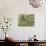 Wild Chamomile Growing around Log Fence-Adam Jones-Photographic Print displayed on a wall