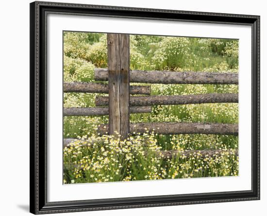 Wild Chamomile Growing around Log Fence-Adam Jones-Framed Photographic Print