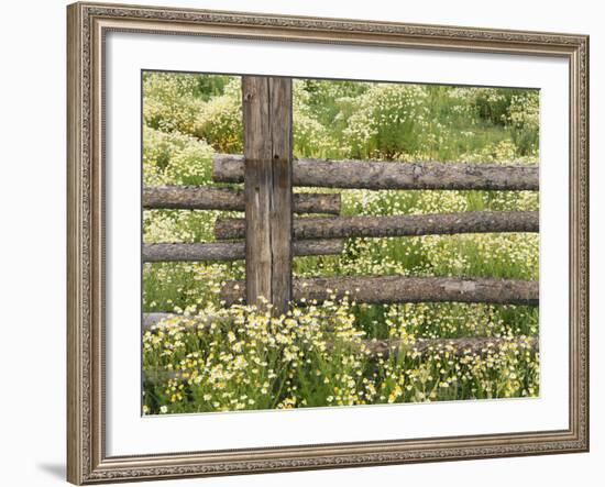 Wild Chamomile Growing around Log Fence-Adam Jones-Framed Photographic Print