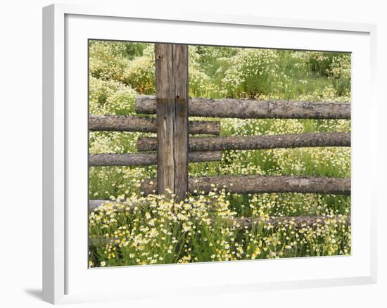 Wild Chamomile Growing around Log Fence-Adam Jones-Framed Photographic Print