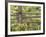 Wild Chamomile Growing around Log Fence-Adam Jones-Framed Photographic Print