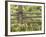 Wild Chamomile Growing around Log Fence-Adam Jones-Framed Photographic Print