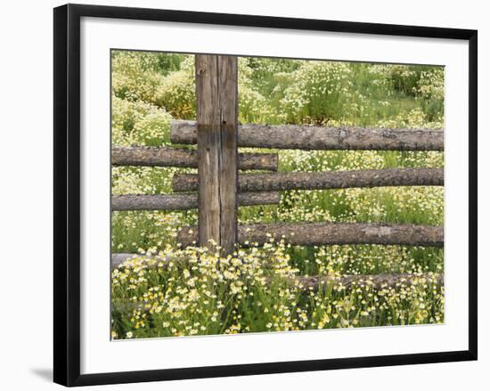 Wild Chamomile Growing around Log Fence-Adam Jones-Framed Photographic Print